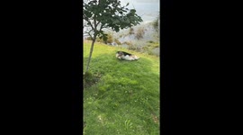 Dog slips into pond during playful moment in Shaanxi, China