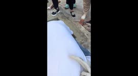 Locals rescue dog trapped in deep pit in China