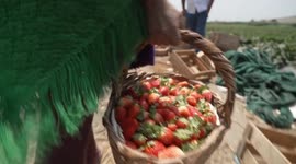 Peru: Peru's small agricultural businesses see tangible benefits from upgraded FTA with China