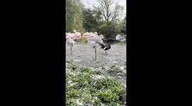 A beautiful flamingo group, including two separate baby flamigos