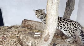 A beautiful Margay, male & female pair, at Banham Zoo, enjoying their morning breakfast!
