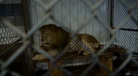 Lions abandoned on roadside in Quebec transported to sanctuary in Arkansas
