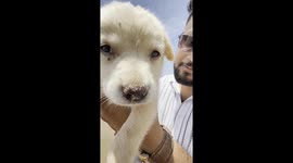 Found a cute puppy on a beach in Kochi , Kerala