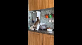 Cat unrolls fish-patterned paper towels in Liaoning, China
