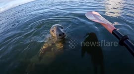 Cheeky seal hops onto fishermen's kayaks