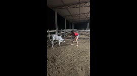 Girl playfully nudged by calf in Ariquemes, Brazil