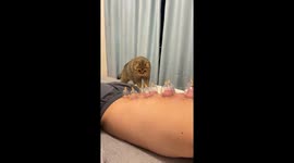 Cat steals cupping cup during therapy in Guizhou, China