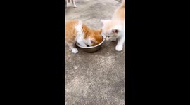 Kitten guards food from sibling in Hebei, China