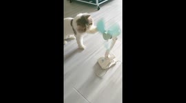 Curious cat battles clip fan in Liaoning, China