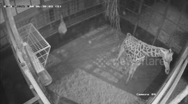 CCTV captures the moment a baby giraffe is born at U.K. safari park 2/2