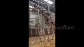 CCTV captures the moment a baby giraffe is born at U.K. safari park 1/2