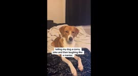 Dog not impressed with owner after she tries viral trend of telling pets corny jokes