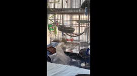 Parrot skillfully plays with rattle toy in Guangdong, China