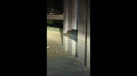 Bear lurking at trash and recycling center in Steamboat Springs, Colorado