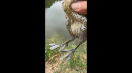 Man frees a Green Heron in Hunan, China