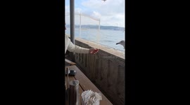 Hungry seagull teased by man in Istanbul, Turkey