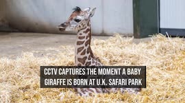 CCTV captures the moment a baby giraffe is born at U.K. safari park