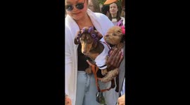 Dog wears cabin crew uniform as he joins other pets for Halloween event