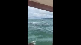 Humpback Whale Watching in the Colombian Pacific