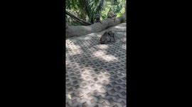 Monkey jungle in Ubub, Bali! A small clip of a couple of the monkeys fighting.