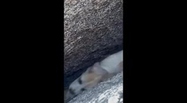 Firemen rescue dog stuck between two rocks in California