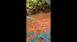 Residents safely capture large snake from muddy canal in Batam, Indonesia