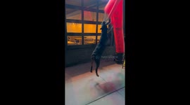 Rottweiler Plays With Wacky Waving Tube Man