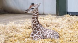 UNCAPTIONED: CCTV captures the moment a baby giraffe is born at U.K. safari park