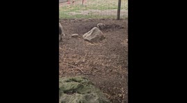 Hilarious Piglet Sprint Steals the Show at the Animal Park!