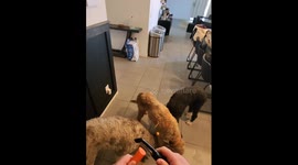 Carrot Slicing Lunch Extravaganza