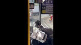 Dog Rides with Bus Driver