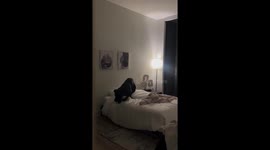 Mastiff's Big Zoomies Make Bed Look Small