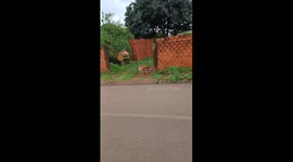 Clever Pup Tugs Gate Open