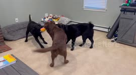 Trio Of Labradors Pull Toy From Every Direction