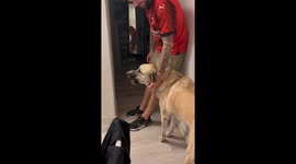 Dog Doesn't Trust Stuffed Doppelganger