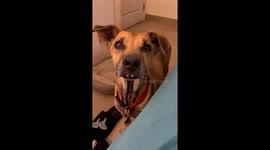 Senior Doggy Shows Off Buck Teeth