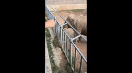 Elephant returns visitor's hat after they dropped it into zoo enclosure