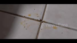 Urban wildlife of the Caribean: Tiny ants attracted by sugared liquid and food. French island of Martinique, Caribbean, Antilles, France, 23 October 2025.