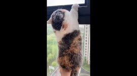 The Cat Failed to Climb up the Window