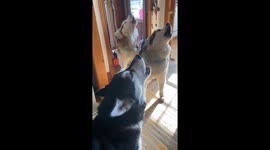 Resounding Chorus of My Alaskan Malamute Trio Howling for their diner