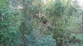 US, Los Angeles: Encino Bears Sighted In Residential Neighborhood With Sound On Tape