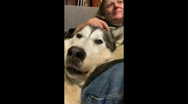 Sojou's Cuddle Time: Witness the Sweetest Bond with a Loyal Malamute