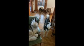 Unforgettable Armchair Howling by my Alaskan Malamute Trio who remind us of true Dedication and Friendship
