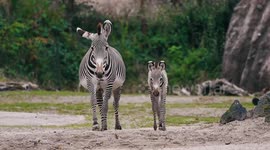 Grevy’s zebra foals settle into new home at Zurich Zoo in Switzerland