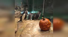 Gentoo penguins explore Halloween pumpkin at Milwaukee Zoo