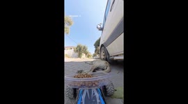 Man wakes up and feeds stray dog with remote-controlled car loaded with food