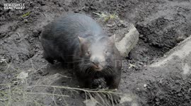 Wombats Gem and Milo get teeth into dental check-up
