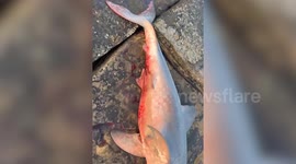 Shocking photos show huge 'rare' six-foot shark washed up on Scottish coastal rocks