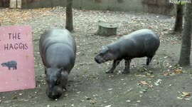 Edinburgh Zoo fond farewell to Haggis the pygmy hippo