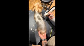 Puppy squirms during grooming as clippers tickle in China